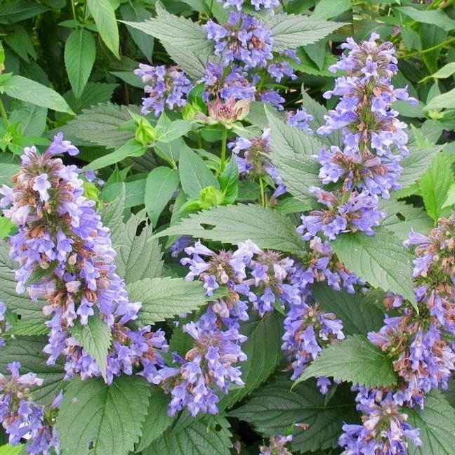 Nepeta Parnassica E1759931929716
