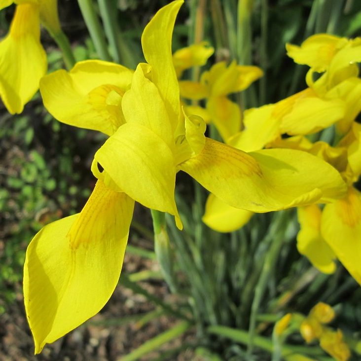 Moraea Spathulata E1759931480894