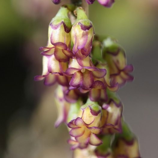 Melicytus Obovatus E1759931399337