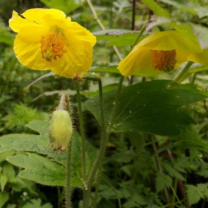 Meconopsis Villosa E1759931353907