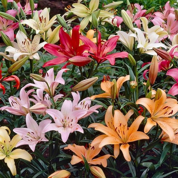 Lilium Mixed Species E1759930117418