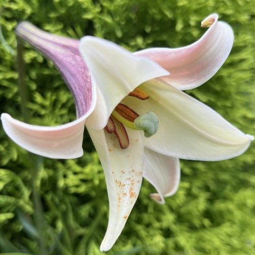 Lilium Formosanum Var Pricei E1759930048870
