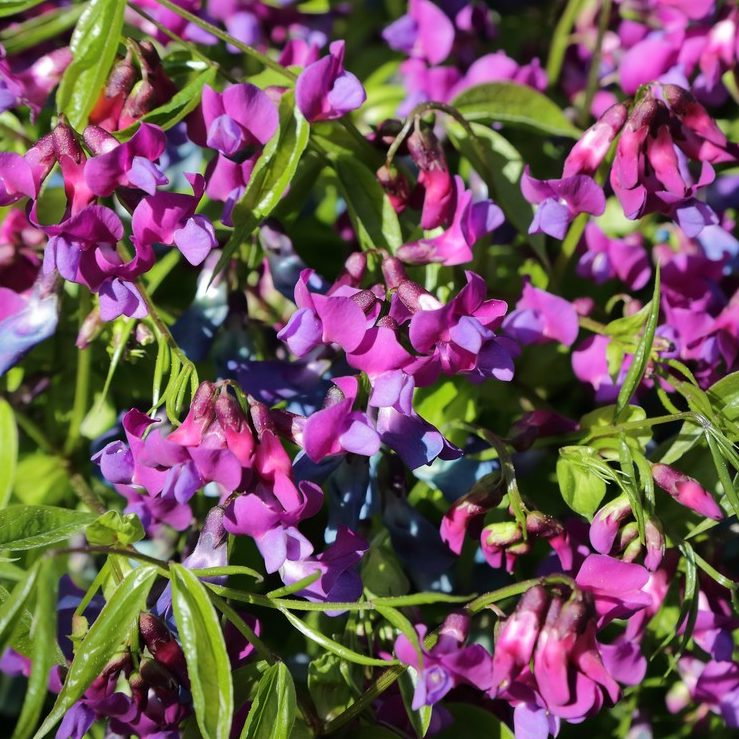 Lathyrus Vernus E1759929629487