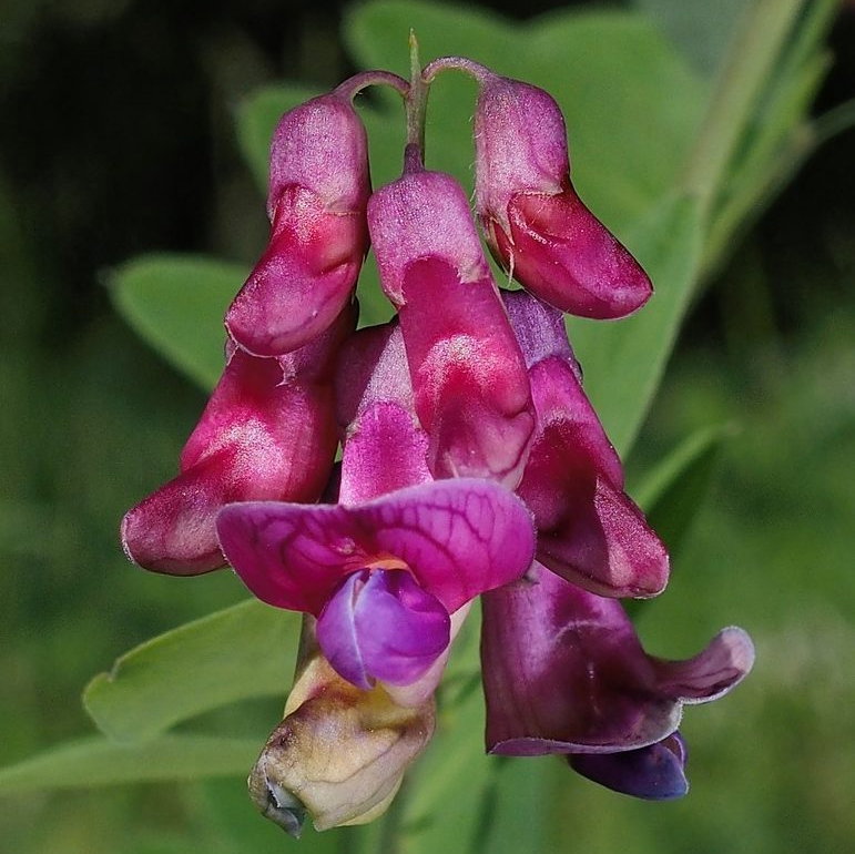 Lathyrus Niger E1759929589125