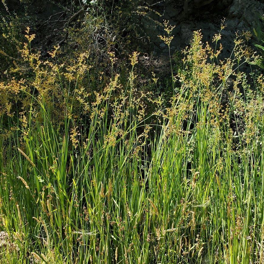 Juncus Xiphoides E1759929521983