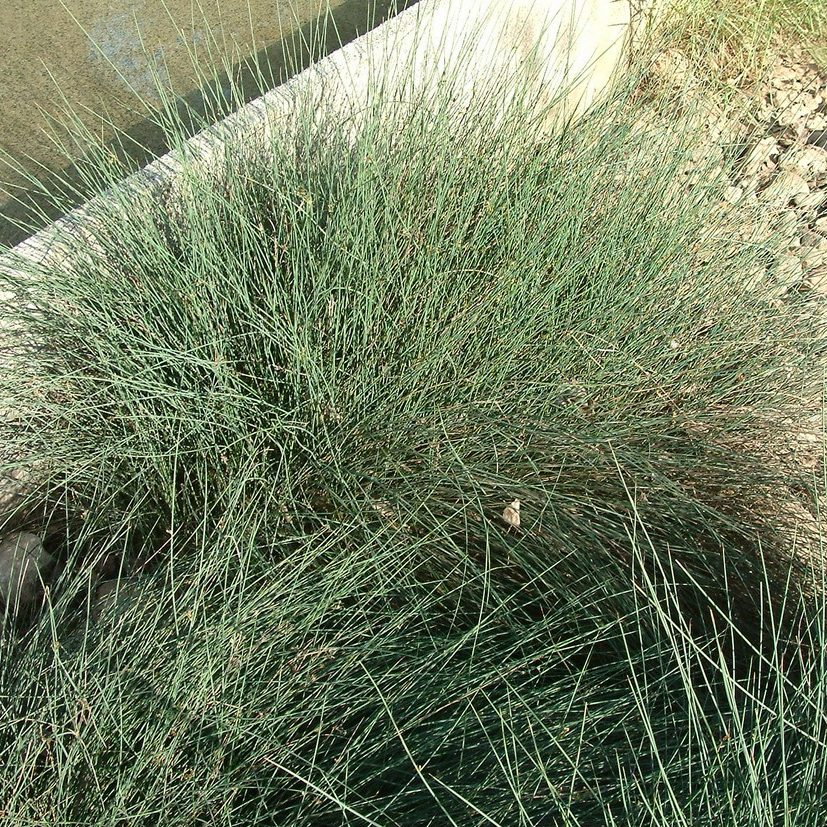 Juncus Carmens Grey E1759929056451