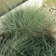 Juncus Carmens Grey E1759929056451