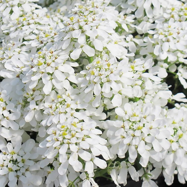 Iberis Sempervirens Compacta E1759928948160