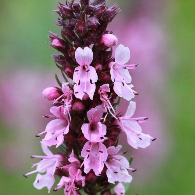 Hyssip Officinalis Roseus E1759849921492