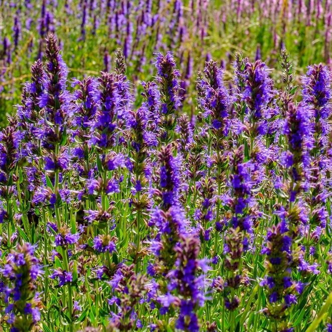 Hyssop Officinalis Blue E1759928910213