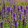 Hyssop Officinalis Blue E1759928910213