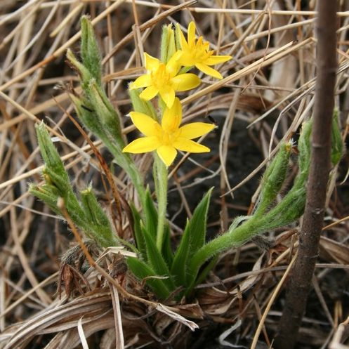 Hypoxis Rooperi E1759849872456