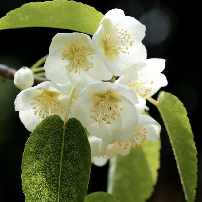 Hoheria Lyallii