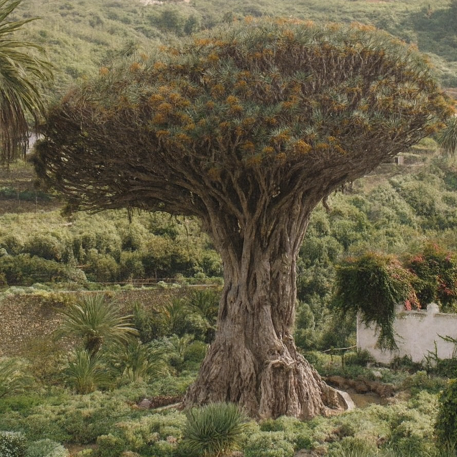 Dracaena Draco