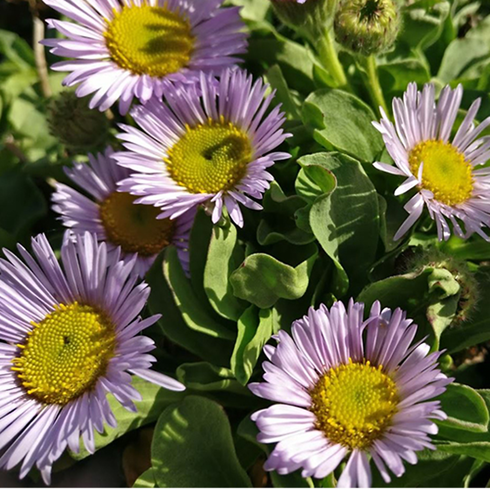 Erigeron Alpinus Baby Daisy