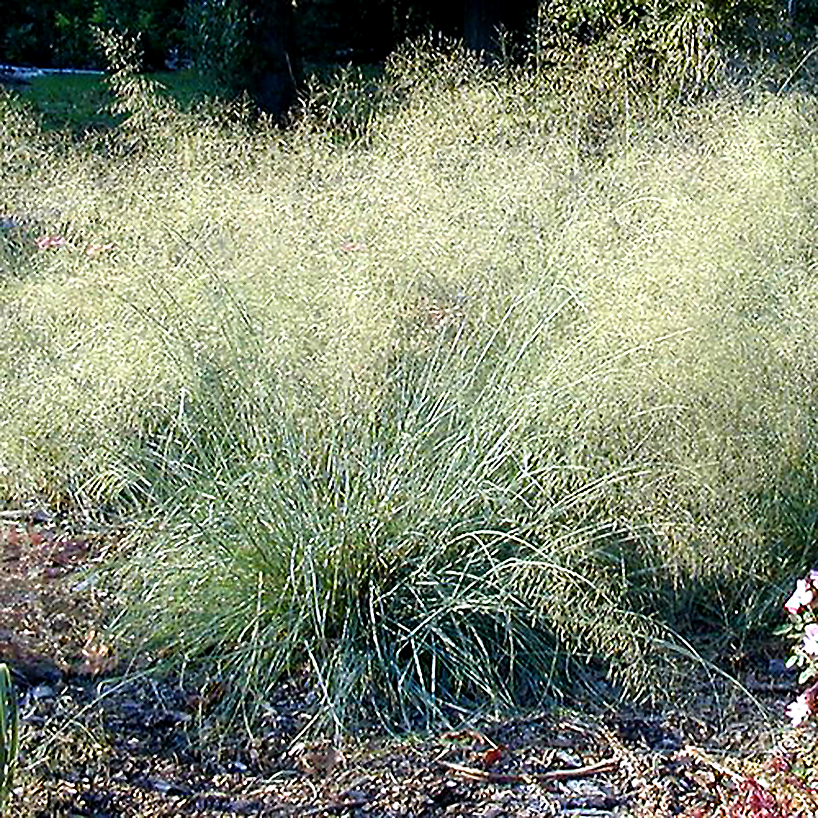 Eragrostis Elliotma Wind Dancer