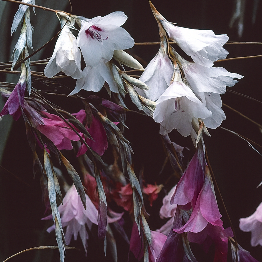 Dierama Strawberry Icecream E1759584003237