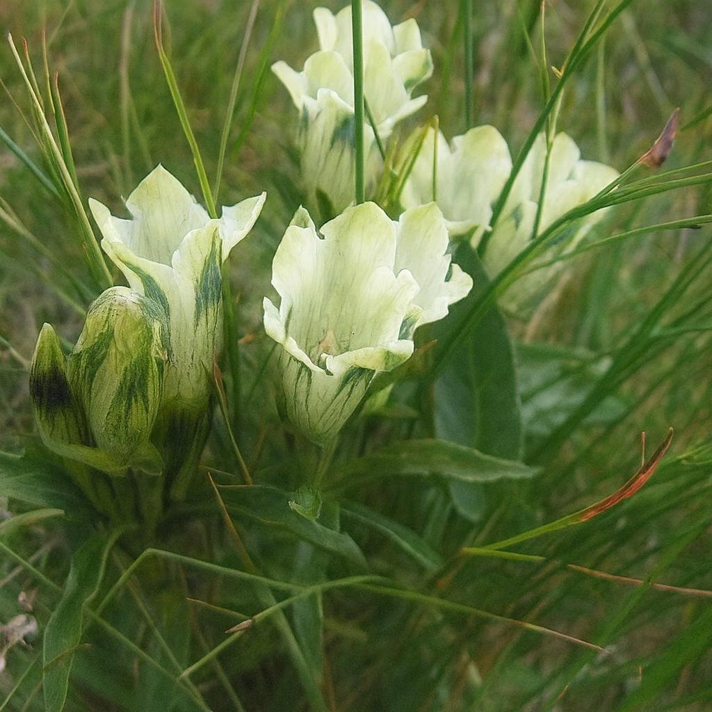 500 Gentiana Makino Alba