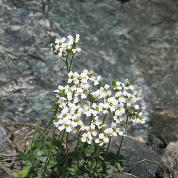Draba Dubia