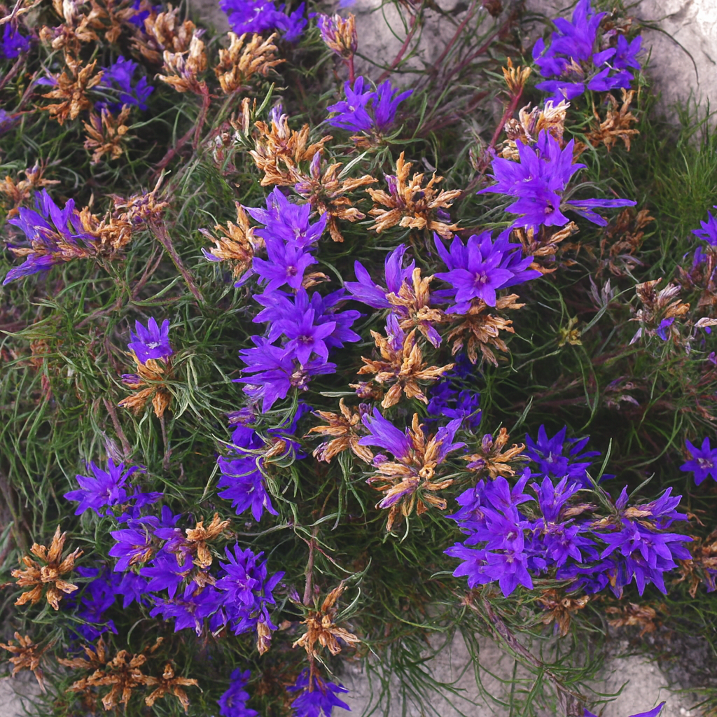 Edraianthus Tenuifolius