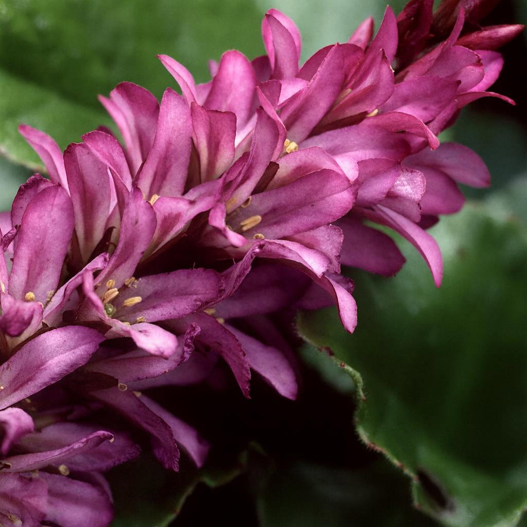 500 Francoa Rogersons Form