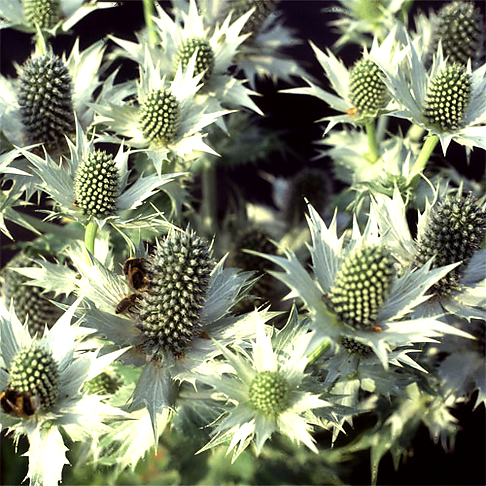 Eryngium Giganteum Miss Wilmotts Ghost