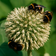 Echinops Banaticus The Giant