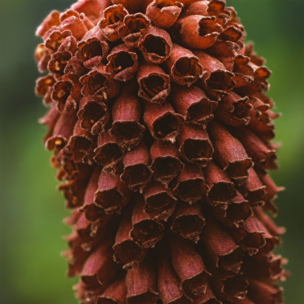 Digitalis Parviflora
