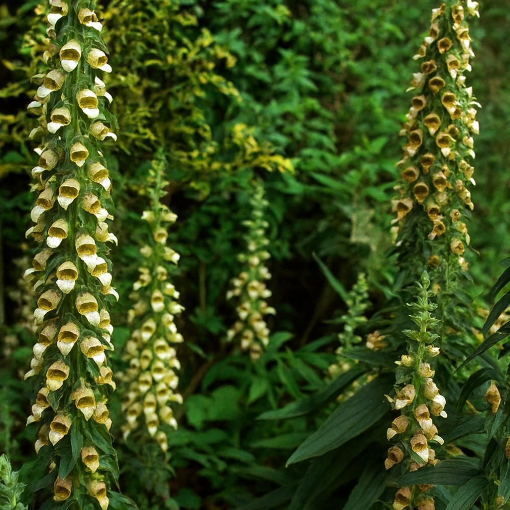 Digitalis Lanata E1759585827488