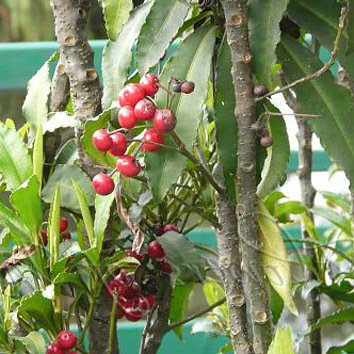 Himalayan Coralberry