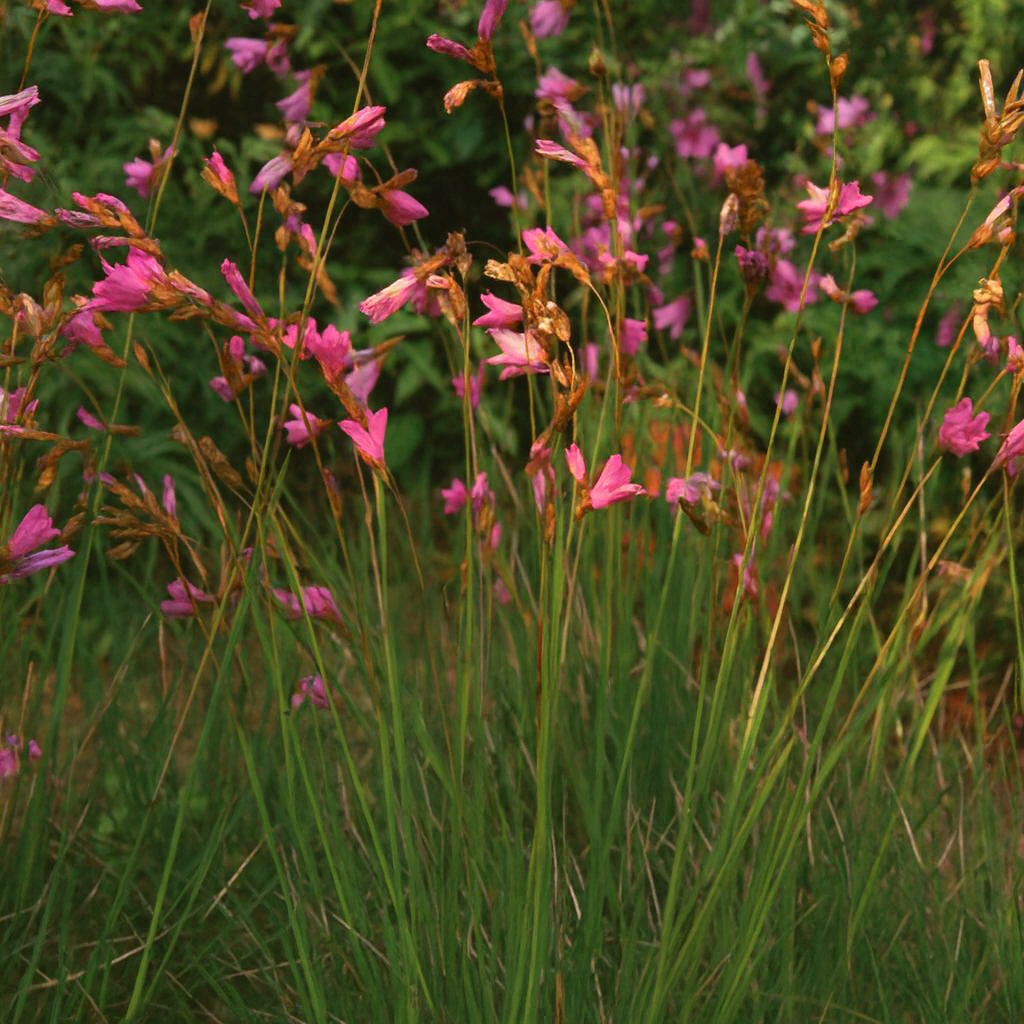 Dierama Pauciflorum