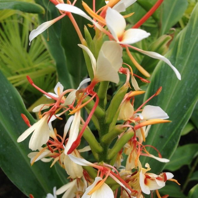 Hedychium Spicata E1759500850197