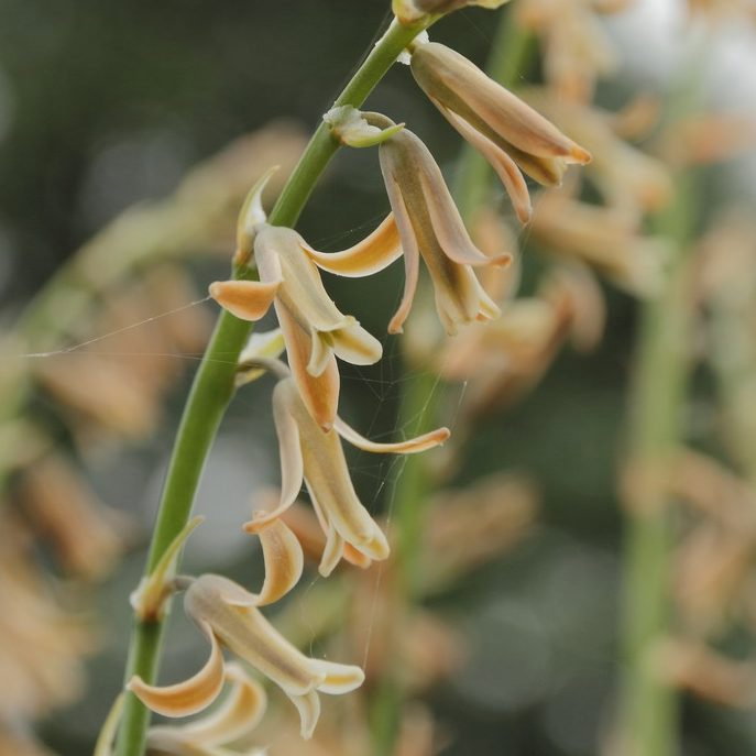Dipcadi Serotinum E1759494493712