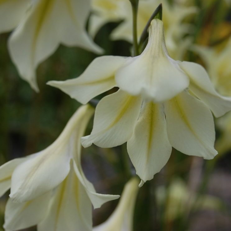 Gladiolus Tristis E1759500343241