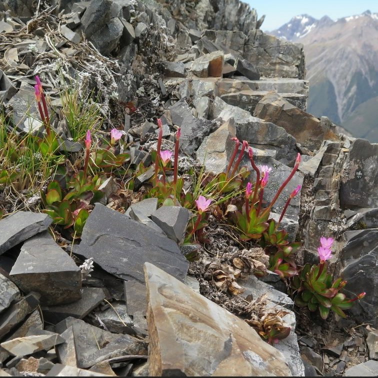 Epilobium Crassum E1759494581485