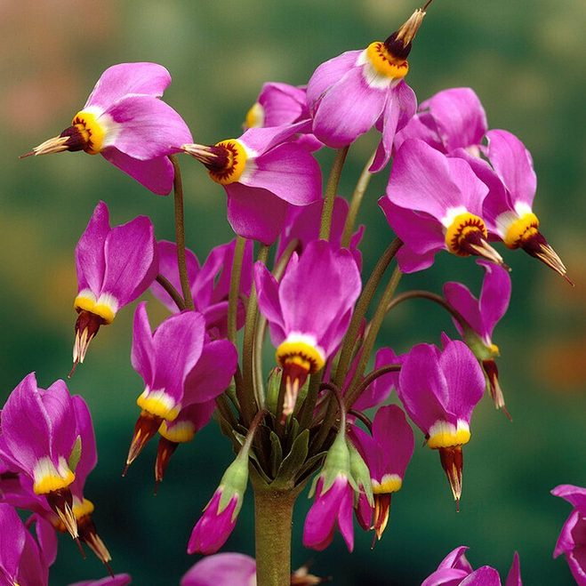 Dodecatheon Meadia E1759494535860