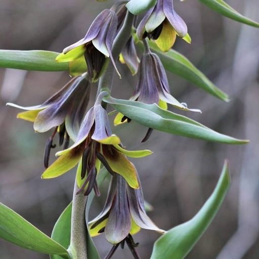 Fritillaria Sewerzowii E1759498605565