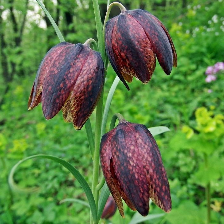 Fritillaria Montana E1759498513751