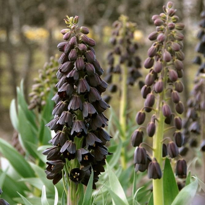 Fritillaria Persica E1759498560542