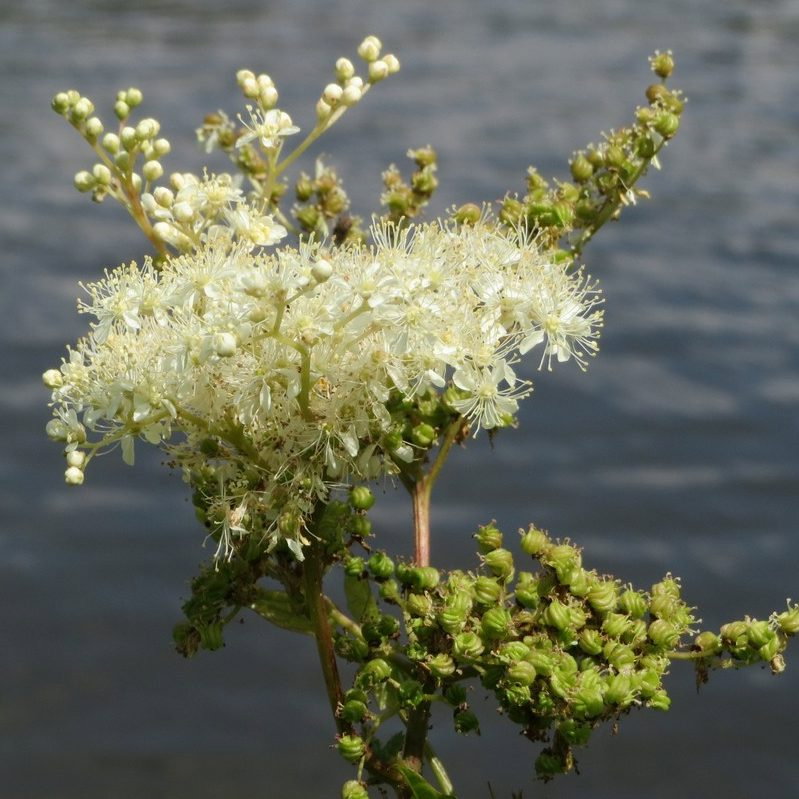 Filipendula Ulmaria E1759497714604