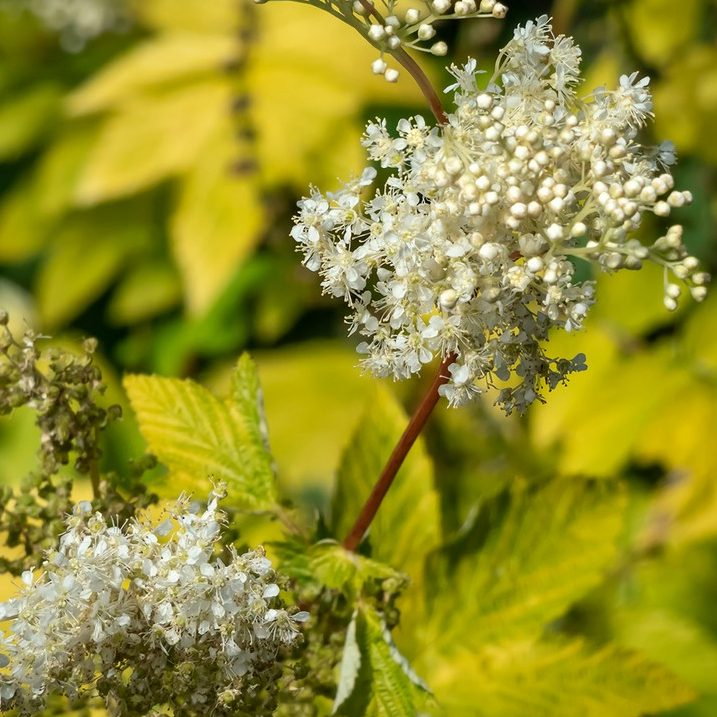Filipendula Ulmaria Aurea E1759497678148