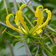 Gloriosa Lutea E1759500392733