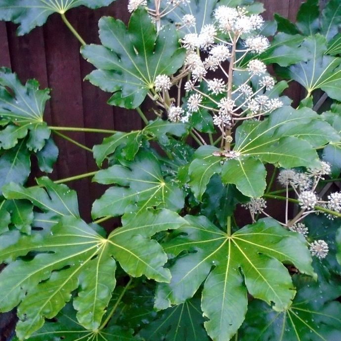 Fatsia Japonica E1759497628663