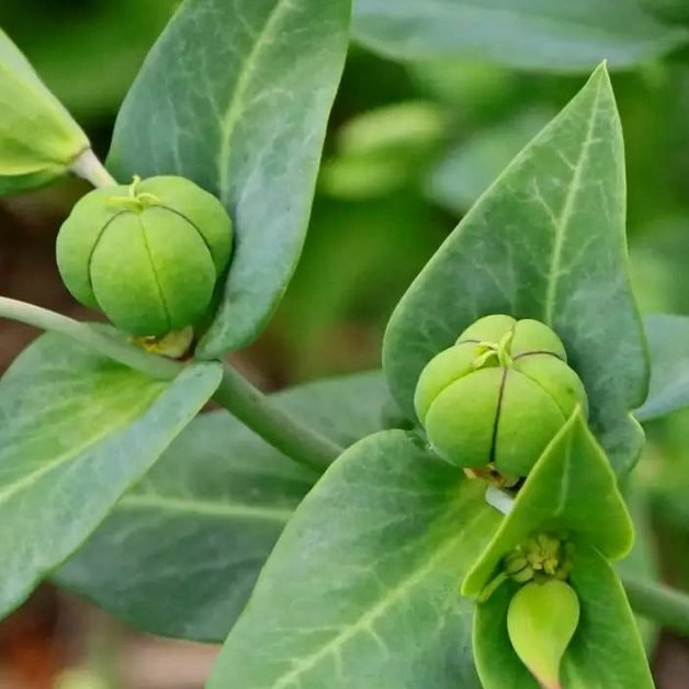 Euphorbia Lathyrus E1759497245917