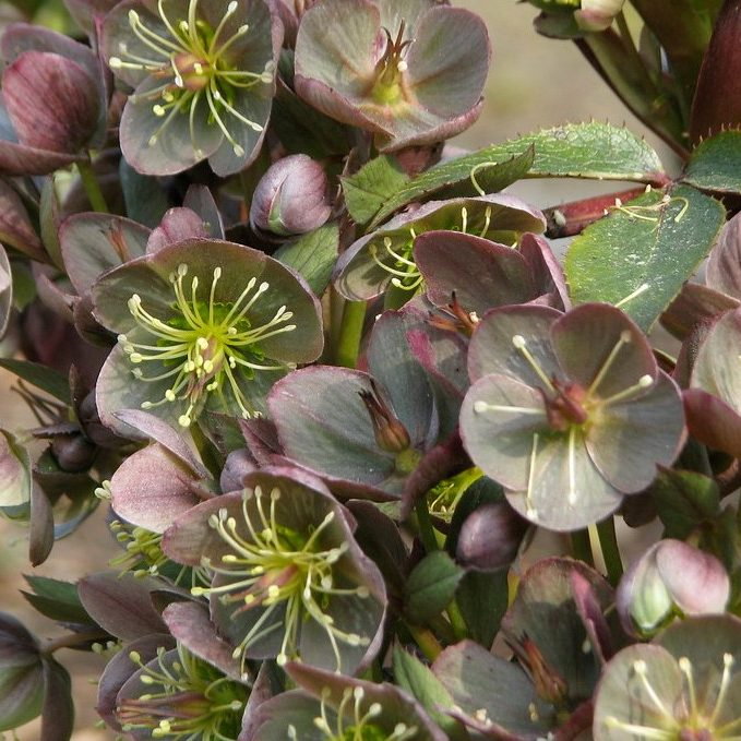 Helleborus Sternii Blackthorn E1759500951876