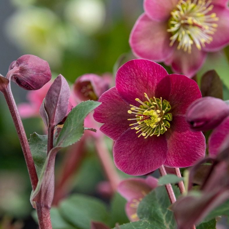 Helleborus Orientalis Reds E1759500899312