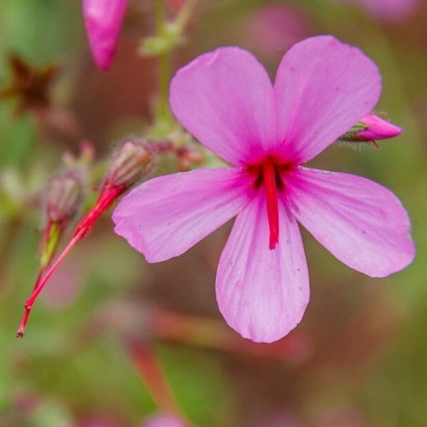 Geranium Rubescens E1759500161110