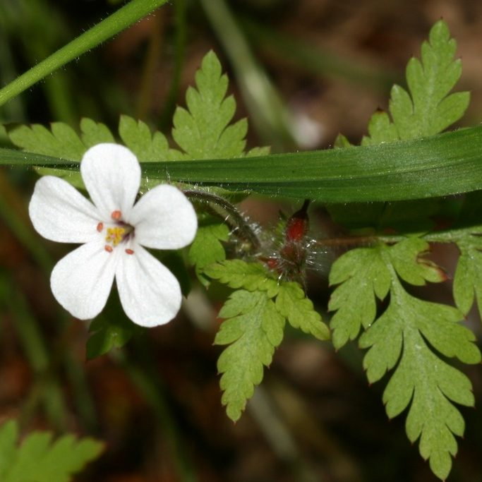 Geranium Robertianum Cletic White E1759500117719
