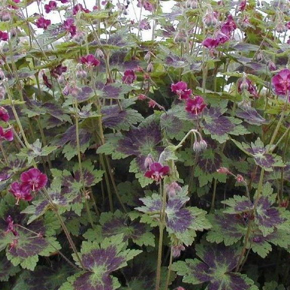 Geranium Phaeum Samobor E1759499994578