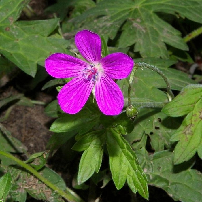 Geranium Palustre E1759499791510